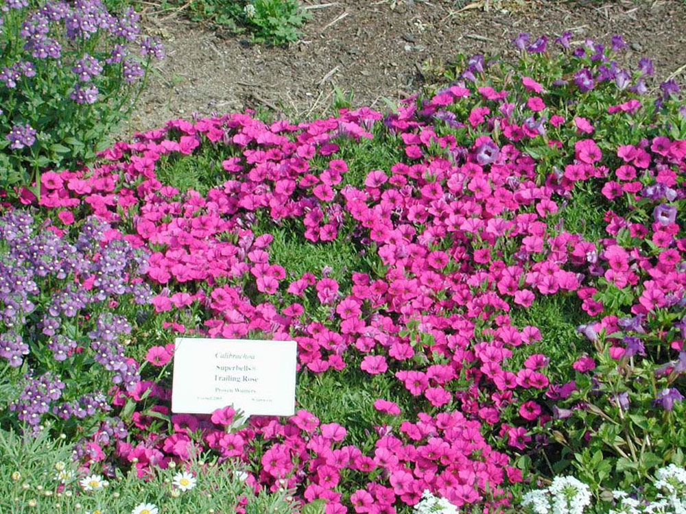 Calibrachoa Superbells Trailing Rose Annual Flower Research at